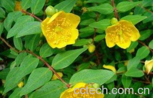 金丝桃和金丝梅的区别 金丝桃的功效-1