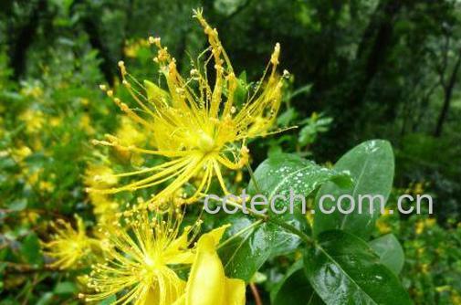 金丝梅的养殖方法和注意事项-1