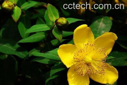 金丝梅的养殖方法和注意事项-0