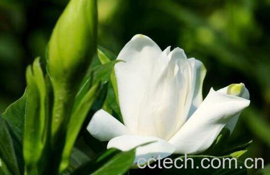 茉莉花如何养 茉莉花的养殖方法和注意事项-1