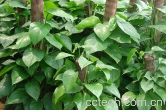  大叶绿萝怎么插杆 大叶绿萝怎么浇棕柱-0