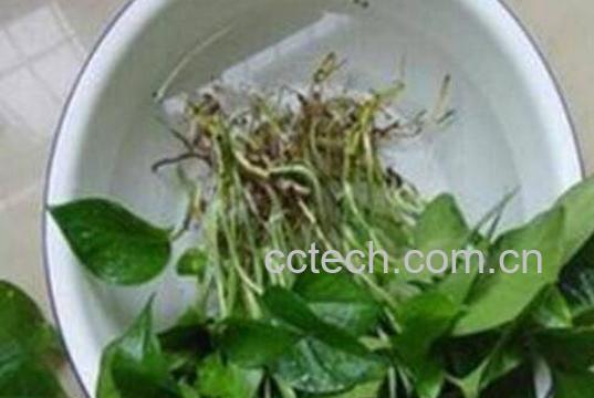 绿萝怎么水培养殖 水培绿萝的养殖方法-1