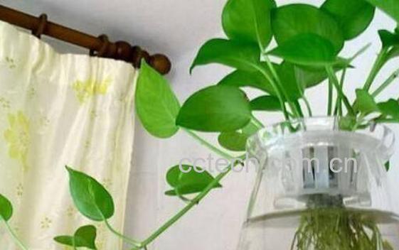 绿萝怎么水培养殖 水培绿萝的养殖方法-0