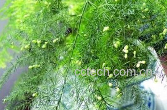 文竹如何养 文竹的养殖方法和注意事项 -0