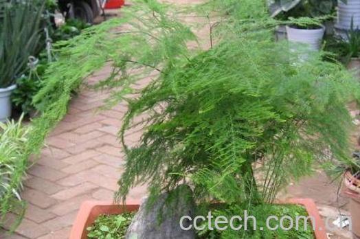 文竹如何养 文竹的养殖方法和注意事项 -1