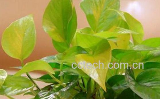 绿萝叶子发黄是什么原因 绿萝叶子发黄因为什么-1