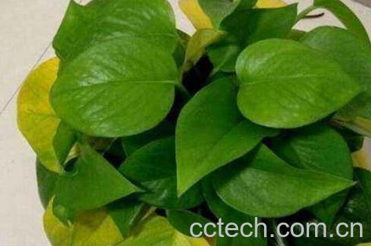 绿萝叶子发黄是什么原因 绿萝叶子发黄因为什么-0