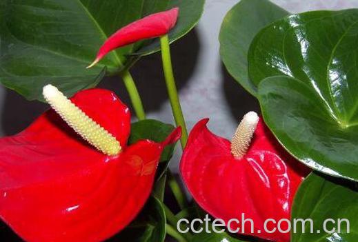 红掌怎么养 红掌的养殖方法技巧-0