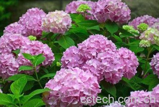 绣球花如何养 绣球花的养殖方法和注意事项 -0