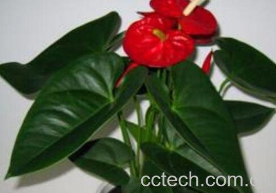 红掌怎么养 红掌的养殖方法技巧-1