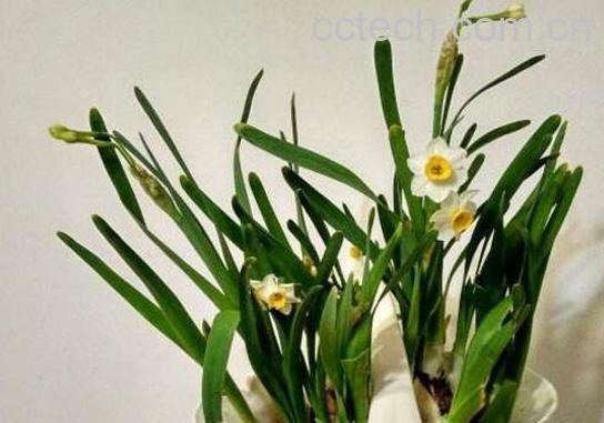 水仙花怎么养 水仙花的养殖方法技巧-0