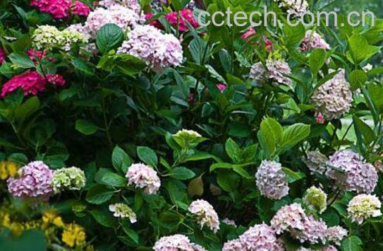 绣球花如何养 绣球花的养殖方法和注意事项 -1