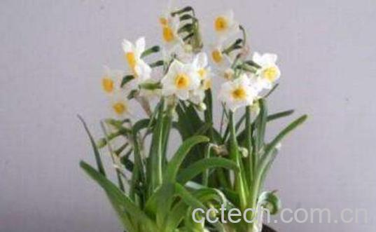 水仙花怎么养 水仙花的养殖方法技巧-1
