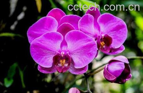 蝴蝶兰如何养 蝴蝶兰的养殖方法和注意事项 -0