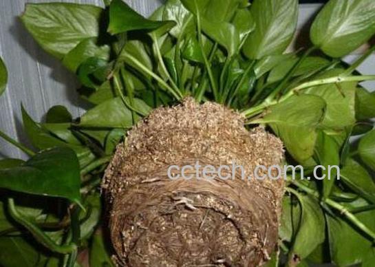 绿萝怎么分盆 绿萝换盆注意事项-0