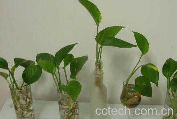 绿萝水培根茎怎么剪切 绿萝怎么水培方法图解-0