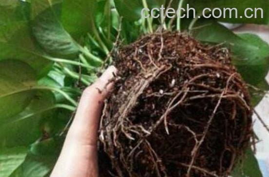 绿萝怎么分盆 绿萝换盆注意事项-1