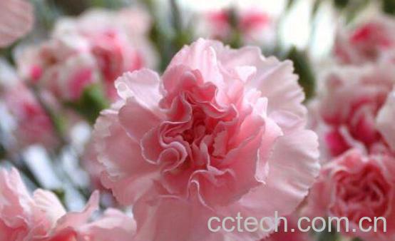 康乃馨如何养 康乃馨的养殖方法和注意事项 -0