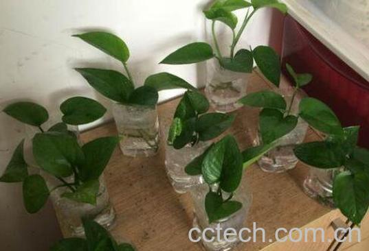 绿萝水培根茎怎么剪切 绿萝怎么水培方法图解-1