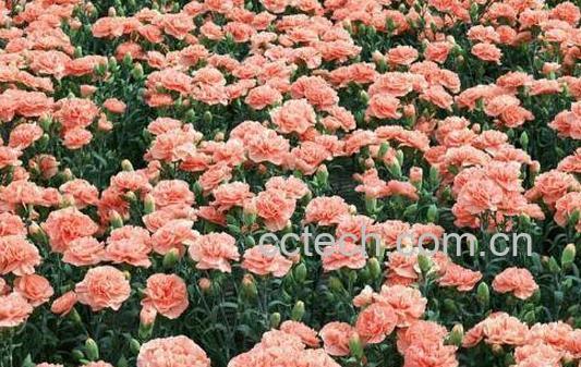 康乃馨如何养 康乃馨的养殖方法和注意事项 -1