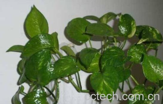 绿萝怎么繁殖 绿萝的繁殖方法教程-0