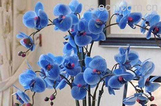 蝴蝶兰的养殖方法技巧-0