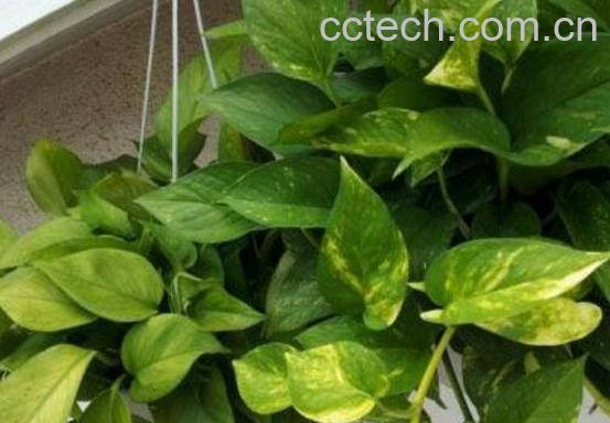 绿萝怎么繁殖 绿萝的繁殖方法教程-1