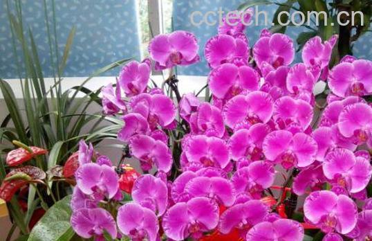 蝴蝶兰的养殖方法技巧-1