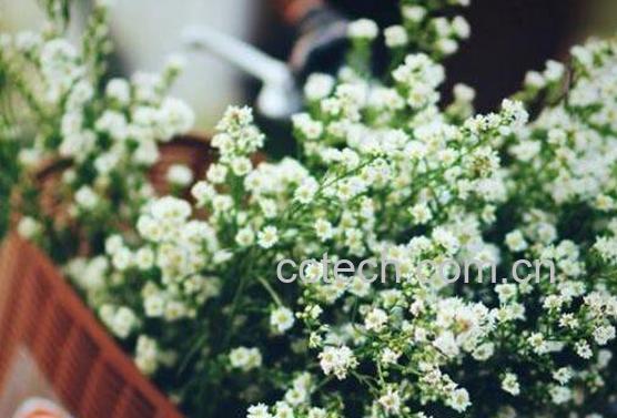 满天星怎么养 满天星的养殖方法技巧-0