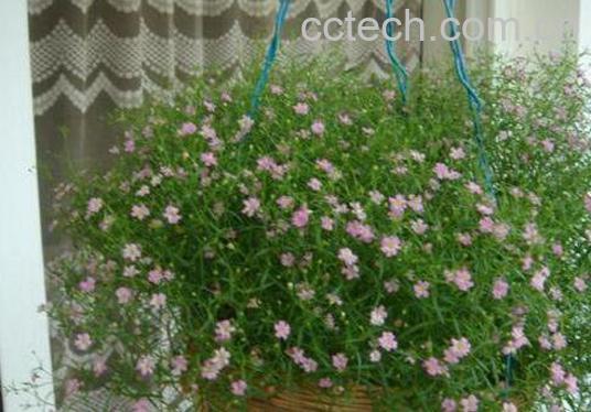 满天星怎么养 满天星的养殖方法技巧-1