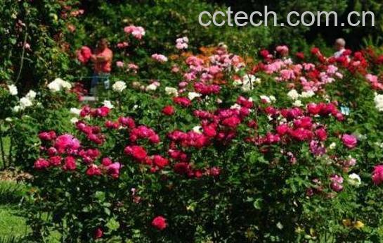 玫瑰花怎么养 玫瑰花的养殖方法技巧-0
