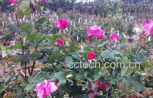 玫瑰花怎么养 玫瑰花的养殖方法技巧-1
