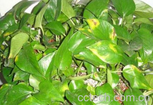 绿萝叶子发黄怎么办 绿萝叶子发黄的原因与处理方法-1