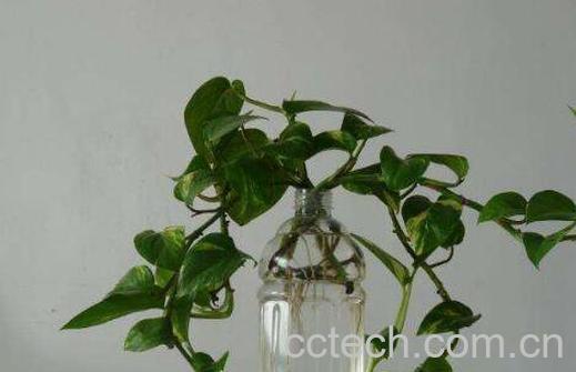 水培绿萝的养殖方法和注意事项-0