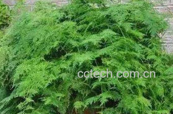 文竹怎么养 文竹的养殖方法技巧-1