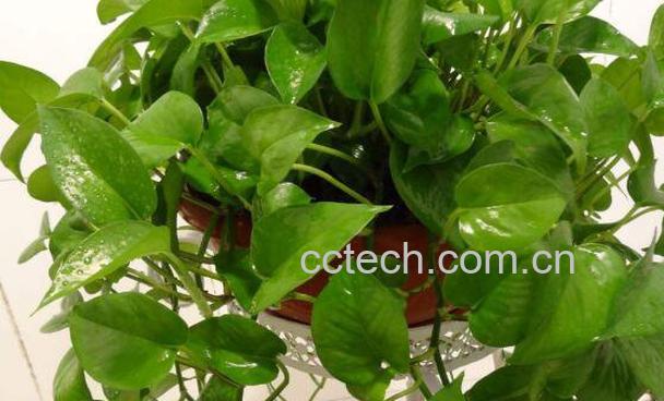 啤酒浇绿萝的正确方法 啤酒浇绿萝的好处-0