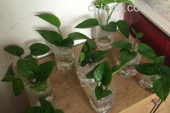 水培绿萝的养殖方法和注意事项-1