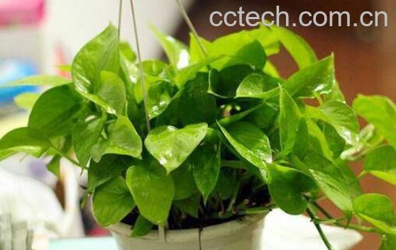 啤酒浇绿萝的正确方法 啤酒浇绿萝的好处-1