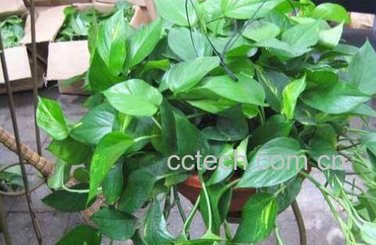 绿萝吊兰的养殖方法和养殖注意事项-0