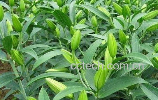 百合的如何种植 百合的种植方法-0