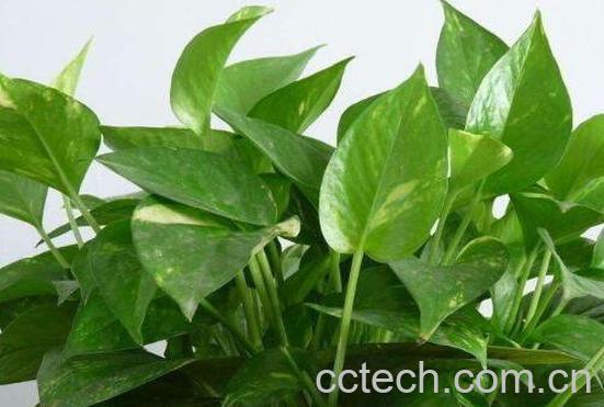 绿萝吊兰的养殖方法和养殖注意事项-1