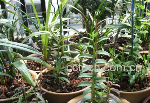 石斛如何种植 石斛种植方法-0