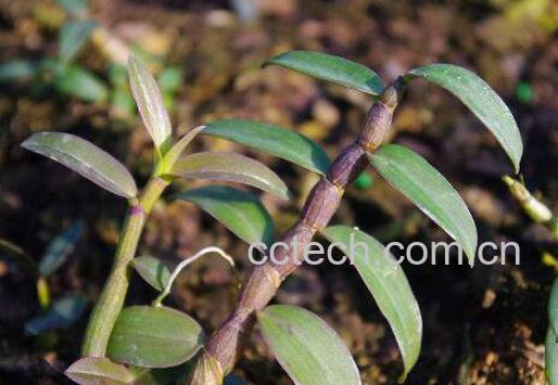 石斛如何种植 石斛种植方法-1