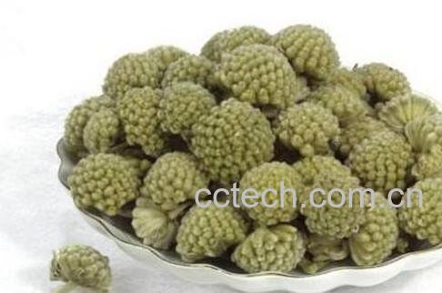 绿萝花的功效与作用-1