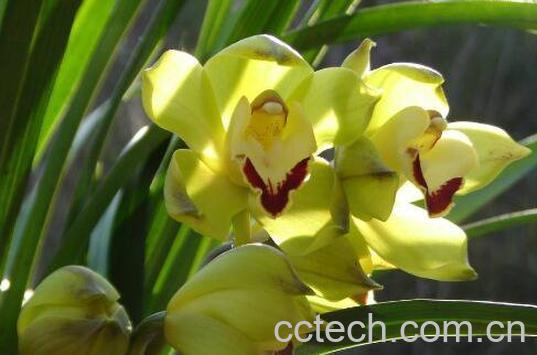 兰花如何养殖 兰花的种植方法-1