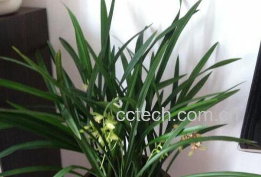 兰花如何养殖 兰花的种植方法-0