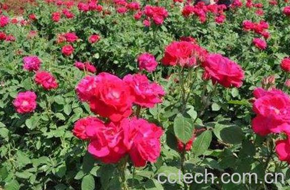 玫瑰花如何种植 玫瑰花的种植方法-0