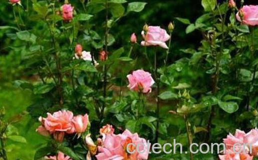 玫瑰花如何种植 玫瑰花的种植方法-1