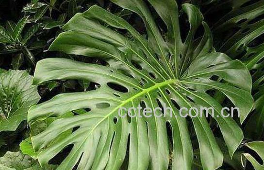 狮子尾的功效与作用-1