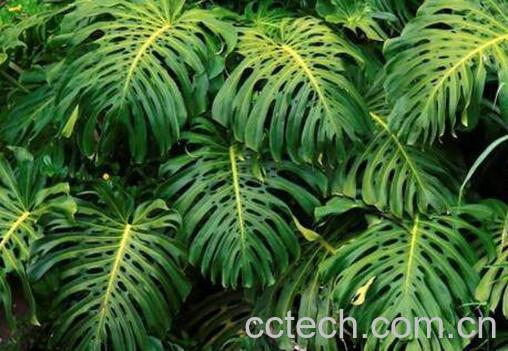 狮子尾的功效与作用-0